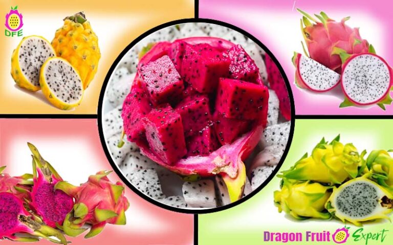 Different colored Dragon Fruits