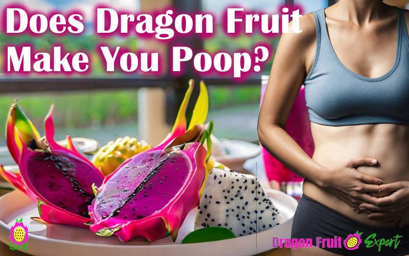 Does dragon fruit make you poop?