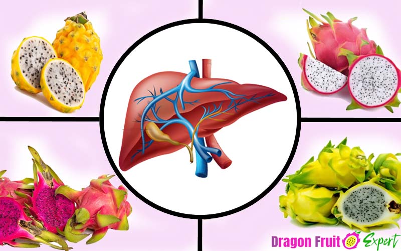 Dragon Fruit And Liver