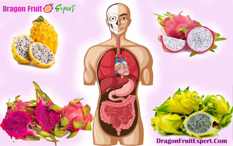 Dragon fruit and human anatomy