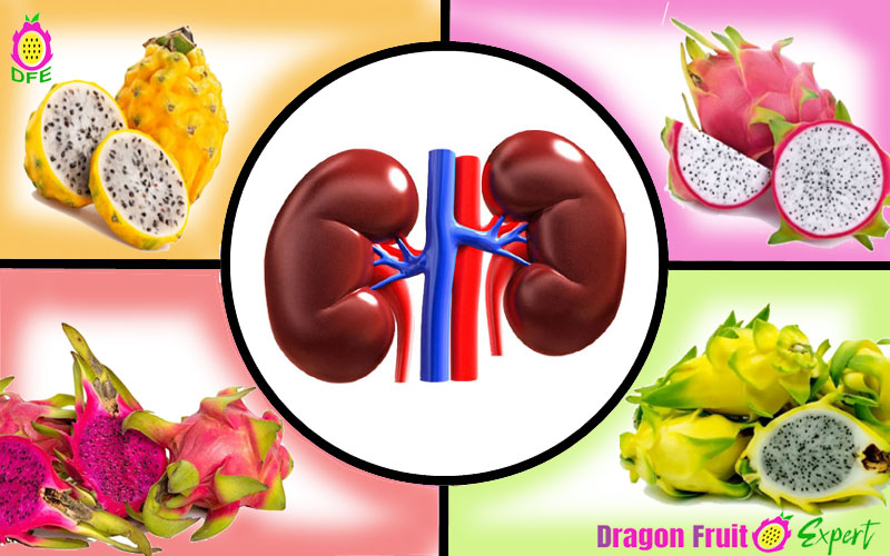 Dragon Fruit and Kidneys