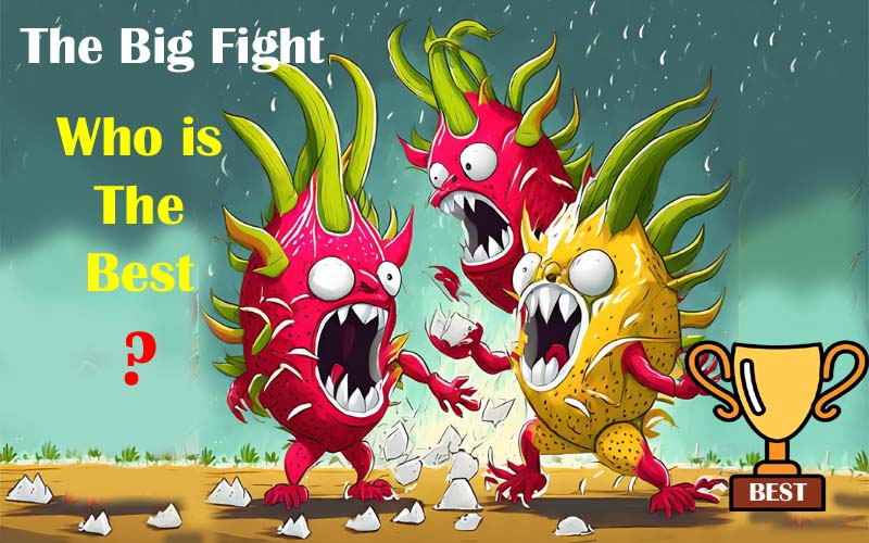 Dragon fruits are fighting with each other