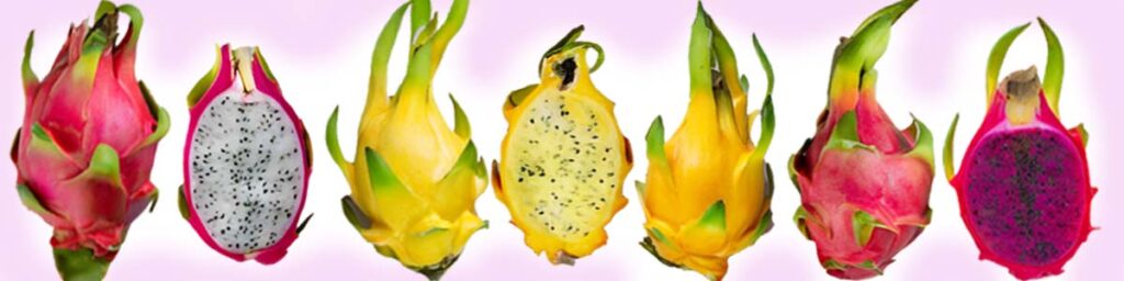 A collection of Dragon Fruits of different colors