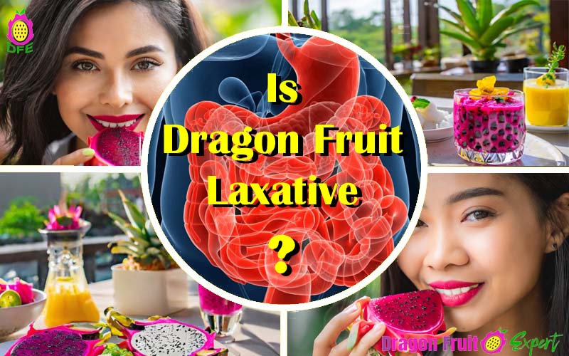 Facts Busting Whether Dragon Fruit Laxative Or Not? Dragon Fruit Expert