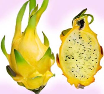 Yellow Dragon Fruit