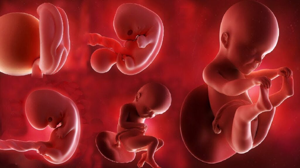 A baby in the womb
