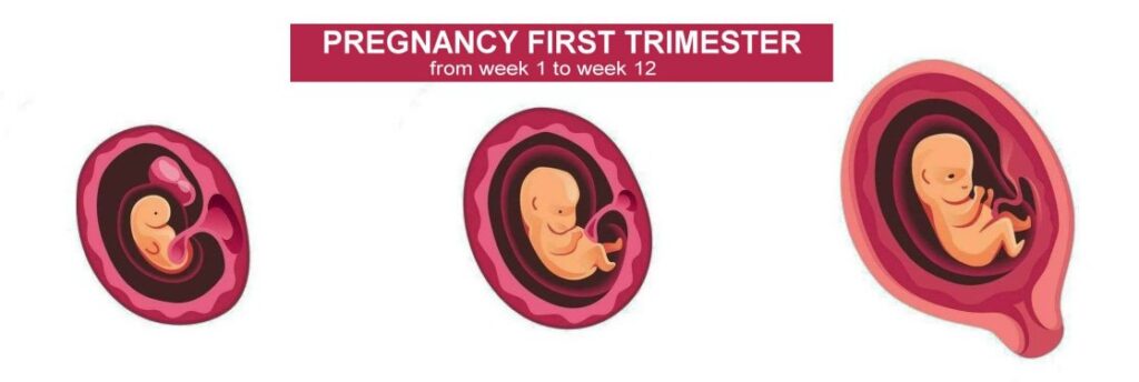 Pregnancy first trimester