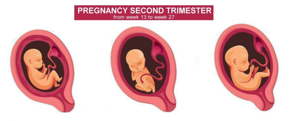 Pregnancy Second Trimester