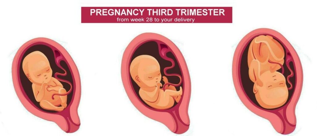 Pregnancy Third Trimester